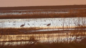 Sandhill Cranes at Woodbridge Ecological Reserve