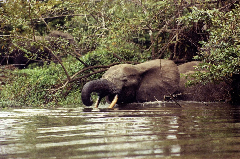 Forest Elephants in Gabon