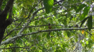 Collared aracari, Panama (photo by Jason Gray 2015)