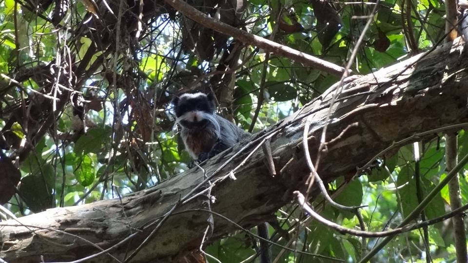 Emperor Tamarin Acre Brazil by Jason Gray