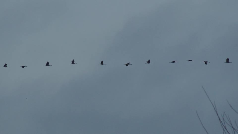 Sandhill Cranes Cosumnes River Preserve by Jason Gray
